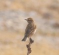 /album/photo-gallery-photogallery/winchat-near-rute-jpg/